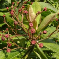 Euphorbia umbellata (Pax) Bruyns